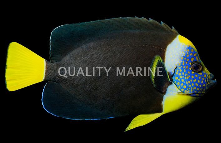 False Personifer Angelfish, Juvenile