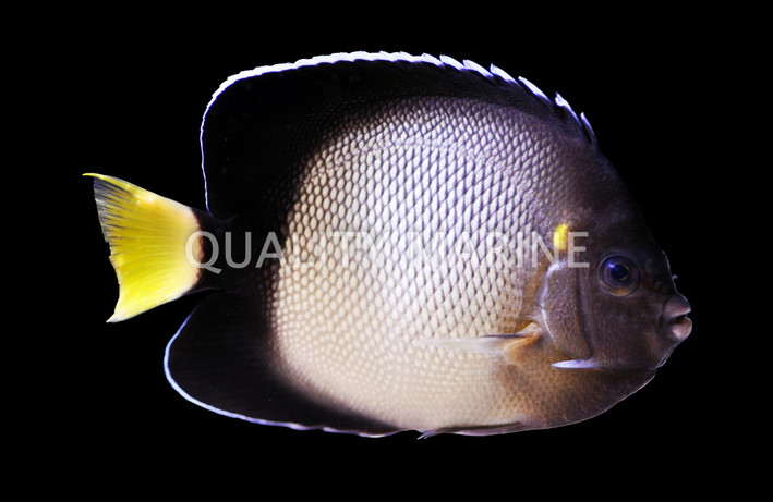 Yellow-ear Angelfish, Adult