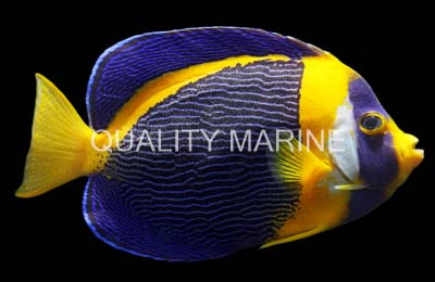 Scribbled Angelfish, Male