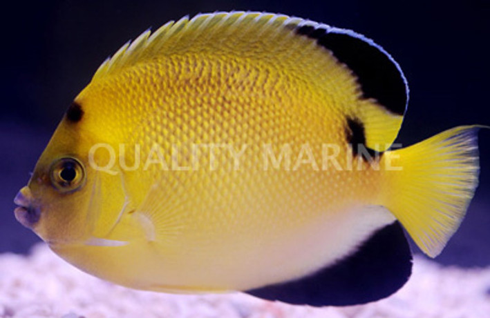 Armitage Angelfish :: 10127