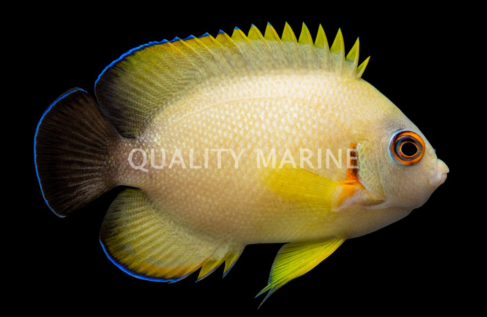 Lemon Peel Hybrid Half Black Angel, Bali Aquarich :: 10133