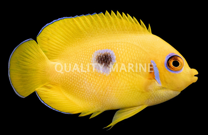 Lemonpeel Angelfish, Juvenile
