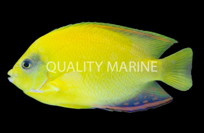 Ultra Angelfish :: 10178