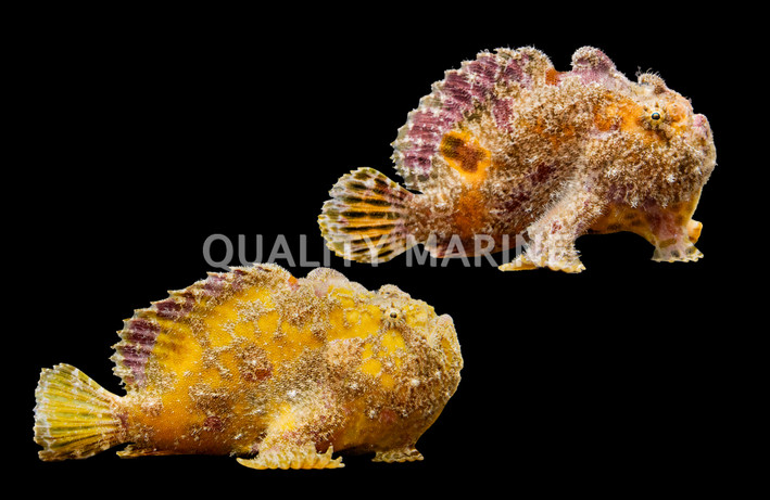 Anglerfish, Assorted :: 10503