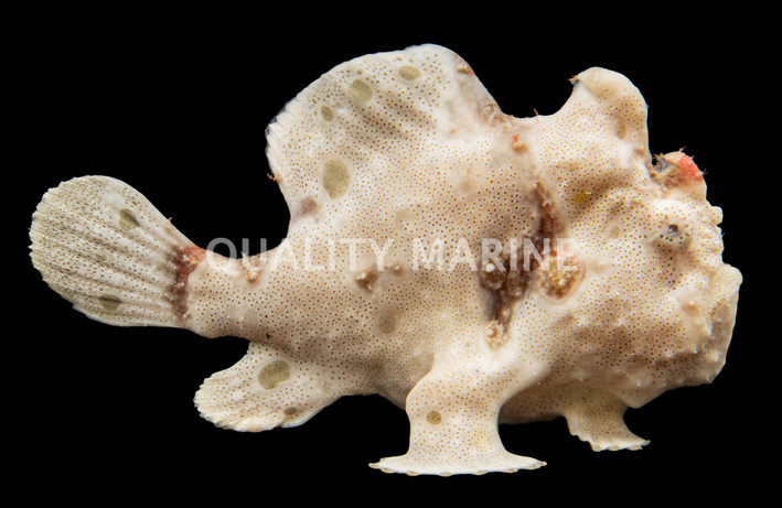 Wartskin Anglerfish