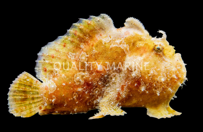 Tiger Striated Frogfish