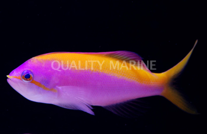 Carberryi Anthias