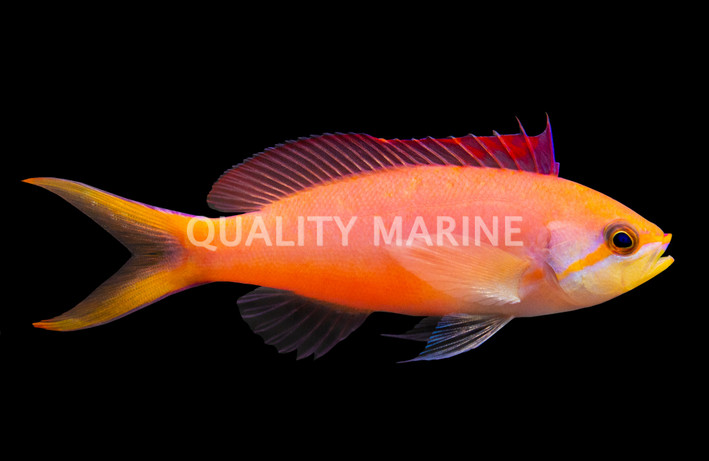 Dispar Anthias
