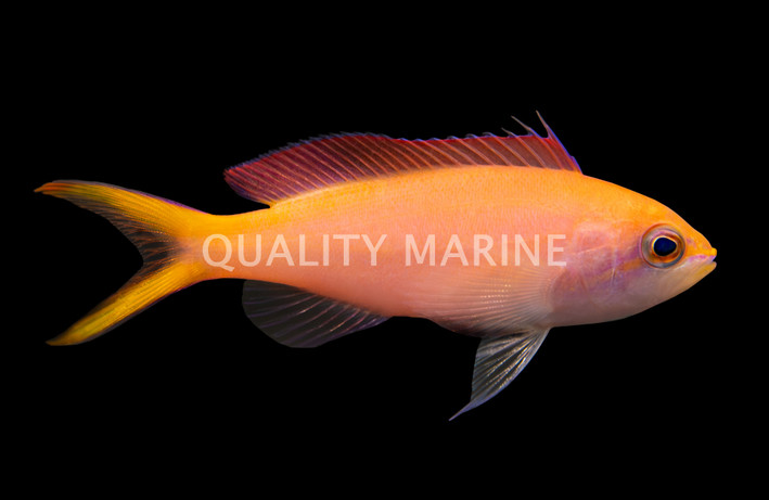 Dispar Anthias
