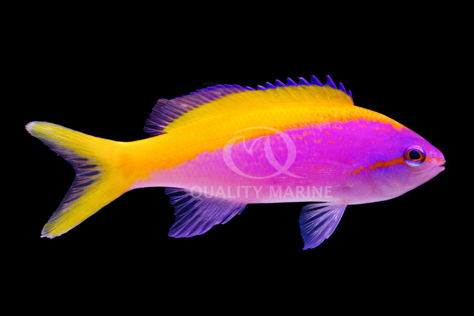 Evansi Anthias