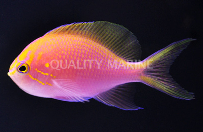 Fathead Sunburst Anthias