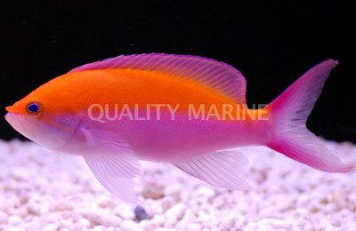 Bicolor Anthias