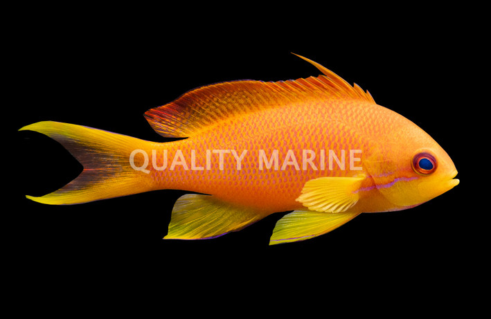 Lyretail Anthias, Female