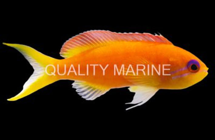 Lyretail Anthias, Female