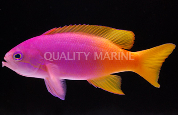 Pictilis Anthias, Female