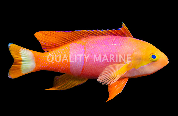 Pictilis Anthias, Male