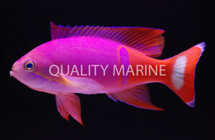 Pictilis Anthias, Male