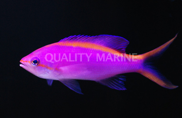 Purple Queen Anthias