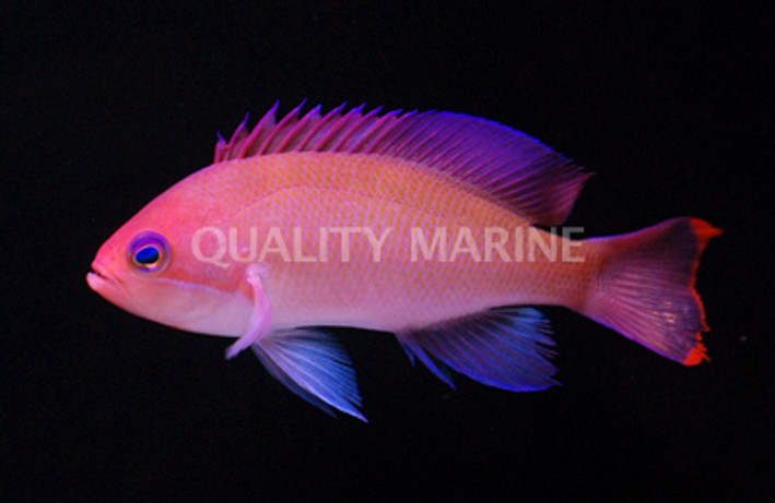 Stocky Anthias