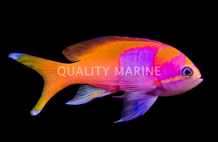 Squareback Anthias, Male