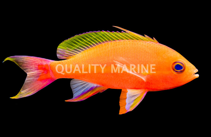 Resplendent Anthias, Male