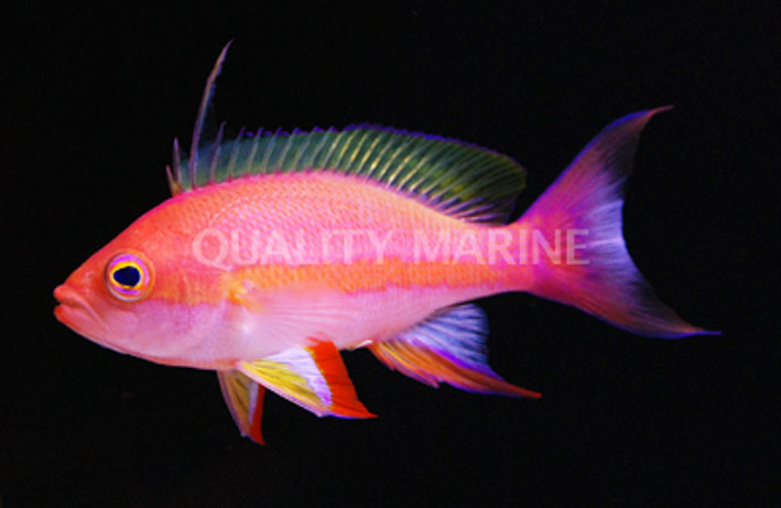 Resplendent Anthias, Male