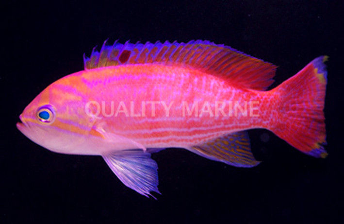 Bimaculatus Anthias, Male