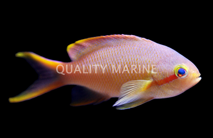 Hutchi Anthias