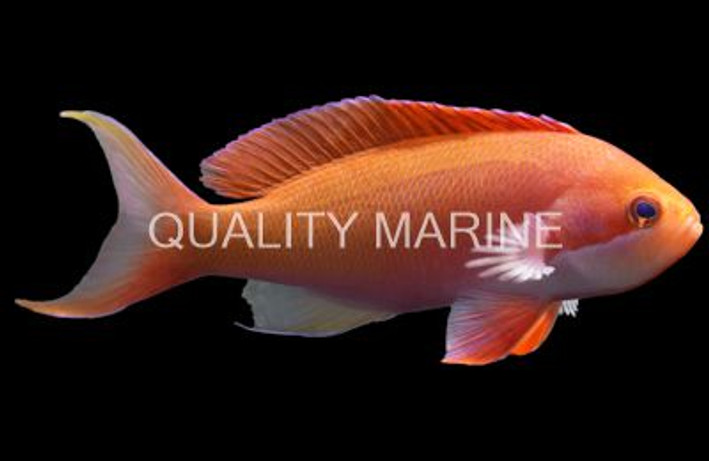 Red Bar Anthias