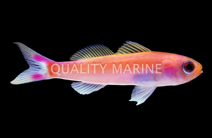 Seaver Splitfin Anthias