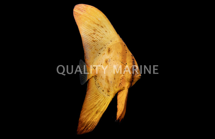 Orbicular Batfish