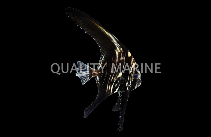 Humpback Batfish