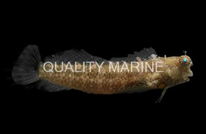 Nalolo Blenny 