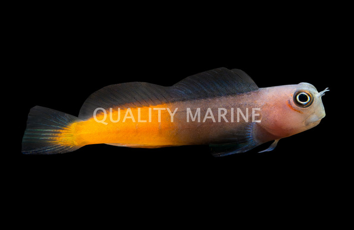 Bicolor Blenny