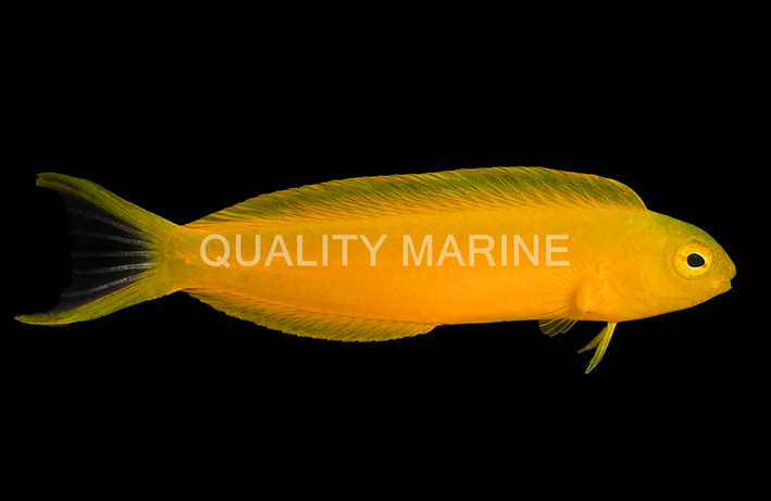 Canary Blenny