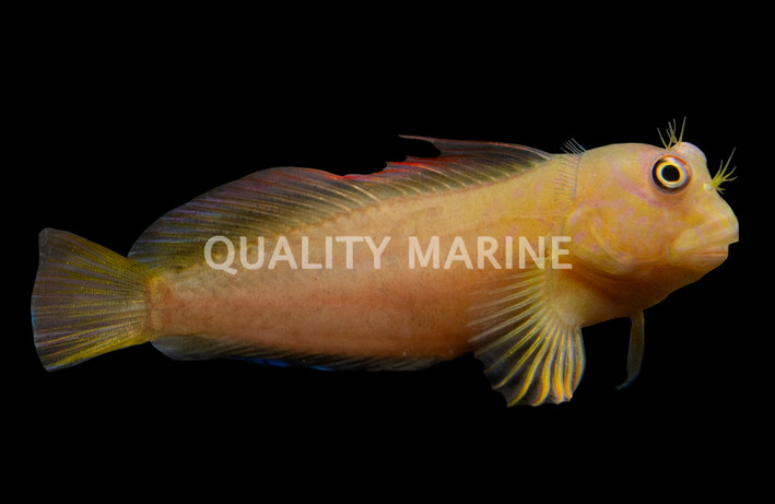 Ember Blenny