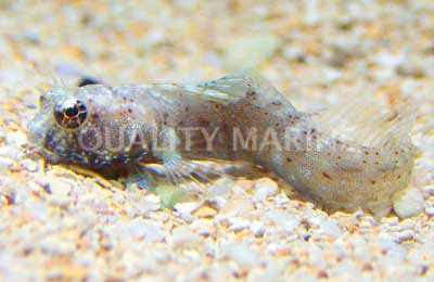 Eyelash Blenny :: 12508
