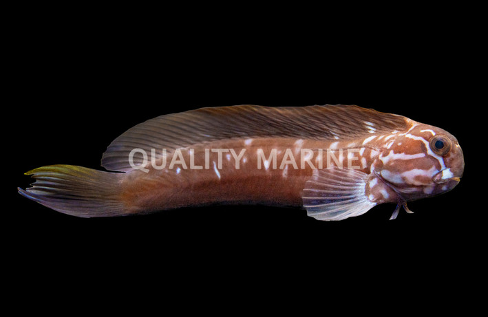 Black Comb Tooth Blenny