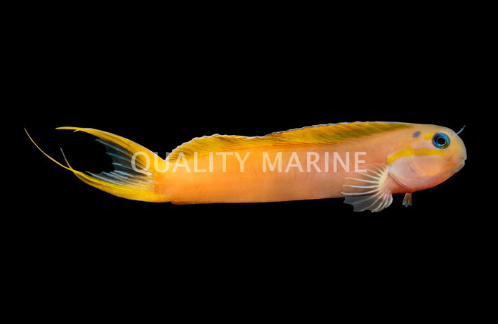 Midas Blenny