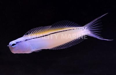 Mimic Blenny