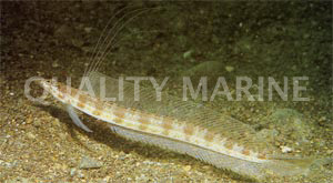 Filamented Sand Diver Eel
