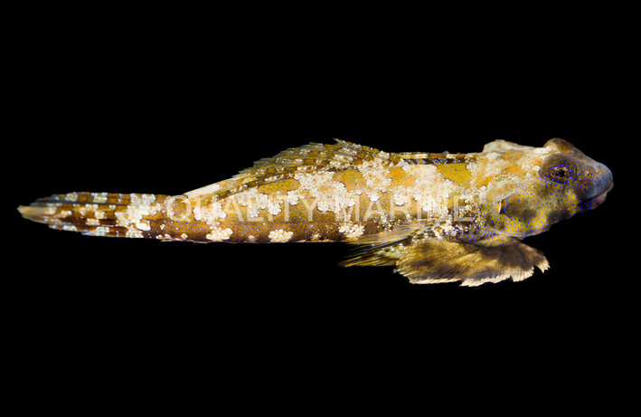 Ocellated Dragonet