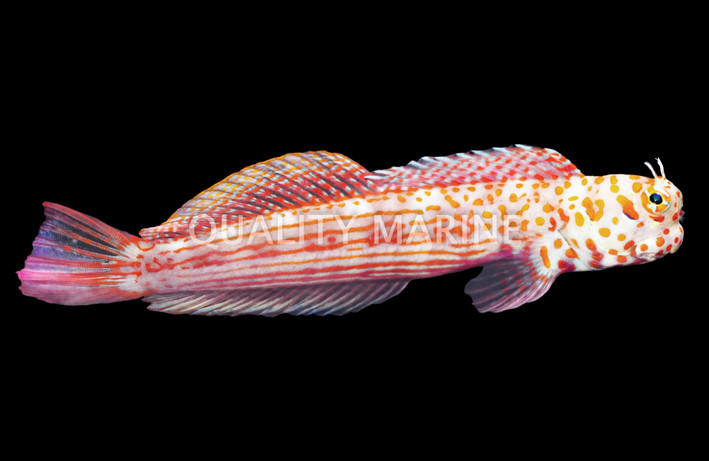 Orange Spotted Blenny