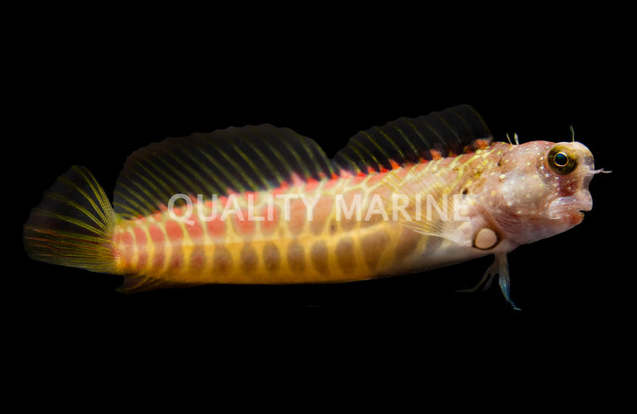 Segmented Blenny