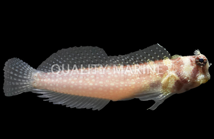 Triplespot Blenny