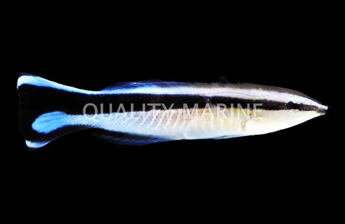 False Cleanerfish