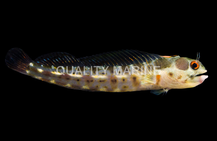 Panamic Barnacle Blenny