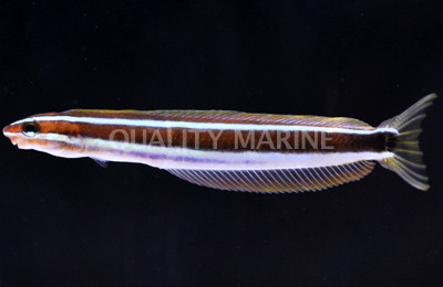 Blue Striped Fang Blenny