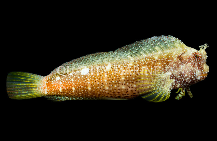 Starry Blenny