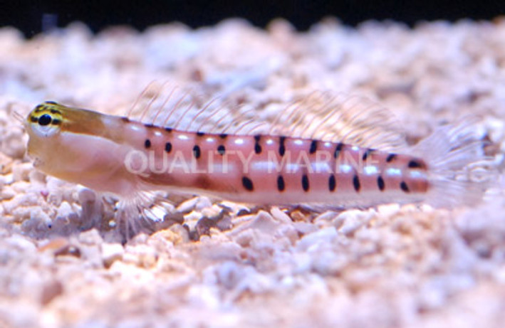 Tiger Combtooth Blenny